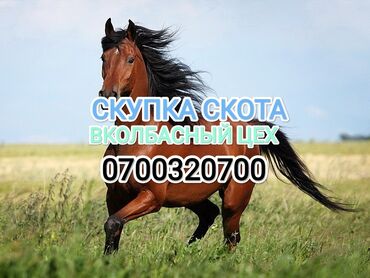 продаю корову: Сатып алам | Уйлар, букалар, Жылкылар, аттар | Күнү-түнү, Өзү алып кетүү, Бардык шартта