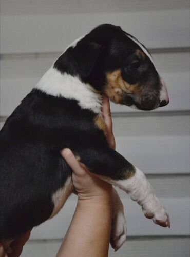 Psi: Bulterijer vrhunski štenci Odgajivačnica Maskking predstavlja vrhunske — 3