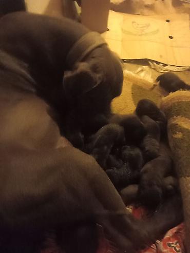 cane corso yavru: Peyvəndli — 1