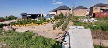 Декоративные деревья: Саженцы деревьев: Ели, Платная доставка — 5