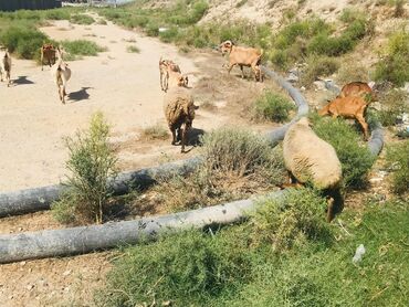 Digər kənd təsərrüfatı heyvanları: Cəmisi 16 sani keçisidir onlardan 6 tısı erkek 10 dişi hal hazırda — 16