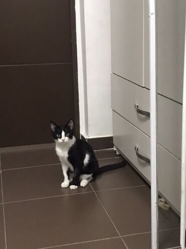 для кошек домик: Котёнок 6-7 месяцев-мальчик, кастрированный,черно-белый с яркой белой