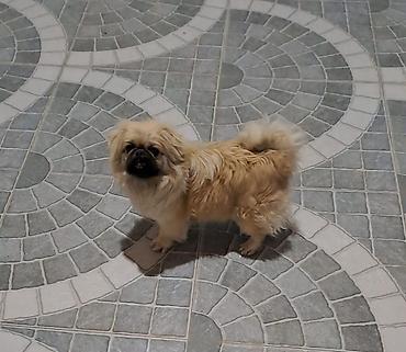 İtlər: Pekines, 1 il -da lalafo.az — 5 İtlər: Pekines, 1 il — 5