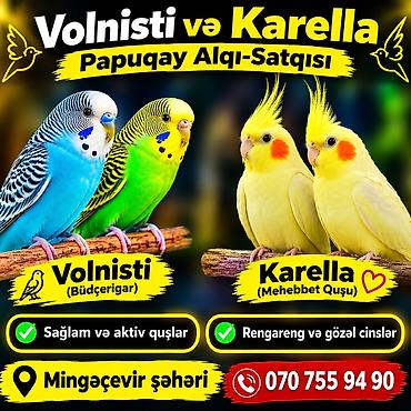quş üçün qəfəs: Karella və Məhəbbət Quşu papuqayları. Diqqətlə oxuyun. Mehebbet — 1