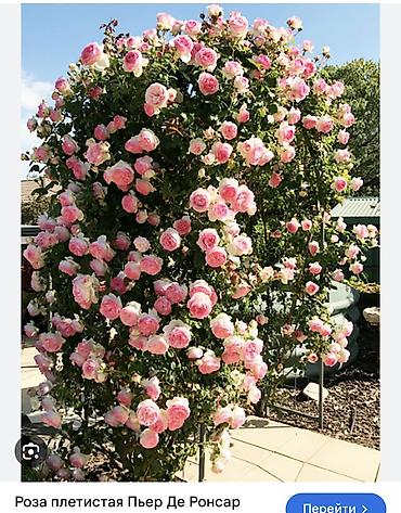 Роза: Саженцы — 6