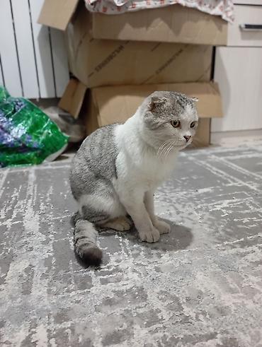 Продажа кошек: Скотиш Фолд (Шотландская вислоухая), 1 год, Мальчик, Биколор, С прививками — 3