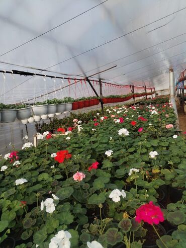 Şitillər: Bütün növ dekarativ ağacların və kol bitkiləri və meyvə ağacların -da lalafo.az — 6 Şitillər: Bütün növ dekarativ ağacların və kol bitkiləri və meyvə ağacların — 6