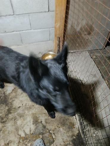 Продажа собак: Немецкая овчарка, 2 года, Самец — 4