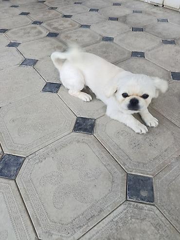it satislari: Pekines — 1