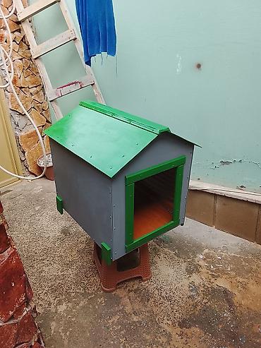 pudel mini: Orta boy itlər üçün uzn 70 eni isə 55 hündürlük 70 sm — 4