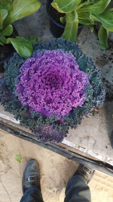 Torf: Torf gubresinn satisi balaken peyin torpaq xaricden gelen torflar — 14