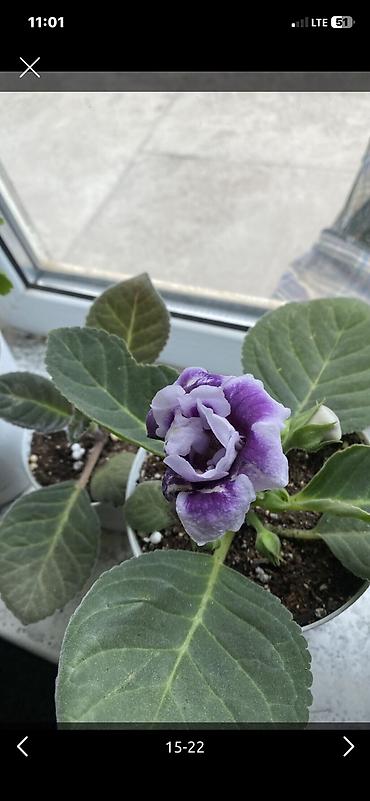 самшиты круглые: Колеус (Solenostemon) пестролистный, сорт с крупными волнистыми — 6