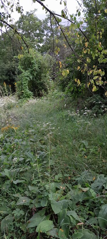 qobu yolu torpaq: 6 sot, Tikinti, Maklerlər narahat etməsin, Kupça (Çıxarış)