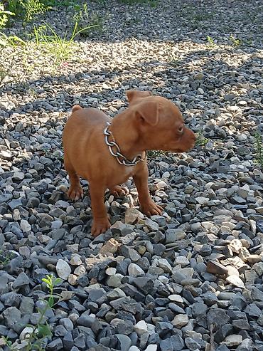doberman itləri: Zvonok, 1 ay, Ödənişli çatdırılma — 8