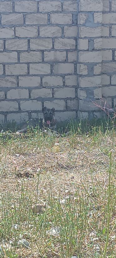 İtlər: Kanqal, 5 ay, Erkek, Peyvəndli, Ünvandan götürmə