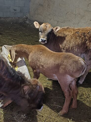 Бараны, овцы: Продаю | Баран (самец) | Для разведения | Племенные — 1