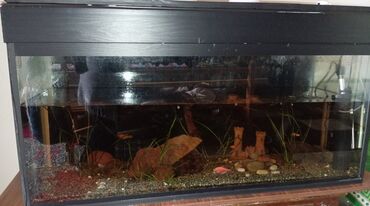 Akvariumlar: Akvarium satilir 150 m hec bir prablemi yoxdu 7 balığ var bu nomreyle