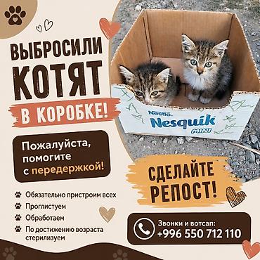 Кошка даром: Беспородная, Девочка