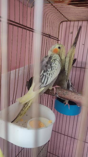 touz quşu: Nymph paraket (Cockatiel) – nadir rəngli balalar - Növ: Nymph paraket — 3