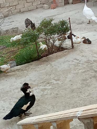pekin ördeği: Satış: ördəklər - Növlər: müxtəlif cinslər (ağ Pekin tipli, rəngli — 6