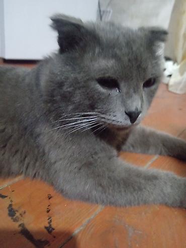 Кошки: Русская голубая, Самец, В добрые руки, Самовывоз — 1