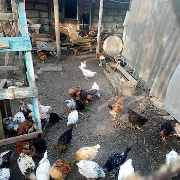 Toyuqlar: Toyuq, Damazlıq — 9