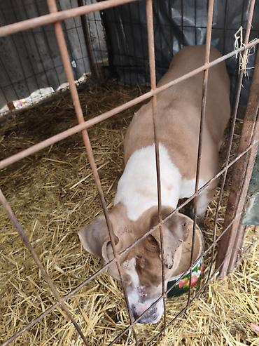 Отдам даром собаку: Собака даром: Бульдог, Более 5 лет, Самец, С прививкой — 11