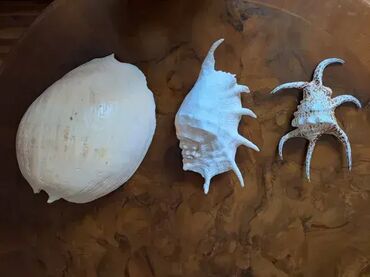 Akvariumi: Tri velike, izuzetno lepe skoljke. Dimenzija i cena: 30x23cm 4000din — 1