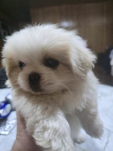 İtlər: Pekines, 2 ay, Dişi — 1