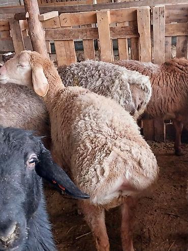 Баран, овца: Продаю | Баран (самец) | Для разведения | Матка — 4
