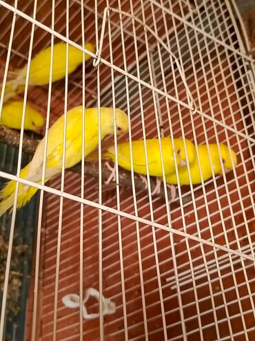 Tutuquşları: Əlavələri ilə qidalanma - Gündəlik təmiz su, müntəzəm qəfəs təmizliyi — 1