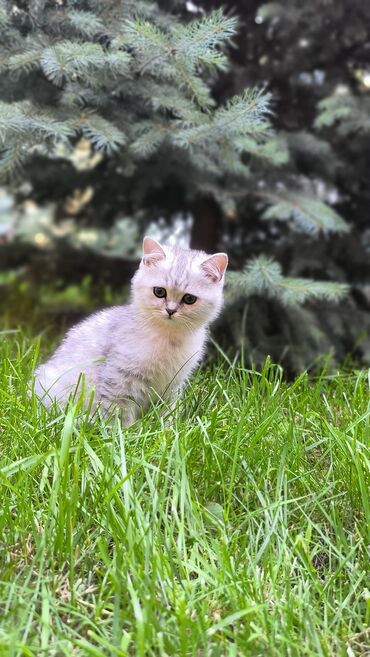 шотландская кошка шиншилла: Открывается бронь на шикарных котят! Порода СКОТИШЬ СТРАЙТ (
