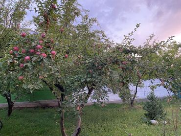 Продажа домов: Дача, 1 м², 1 комната, Собственник, Косметический ремонт — 5