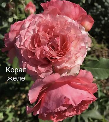 эльф: Саженцы Самовывоз, Платная доставка — 8