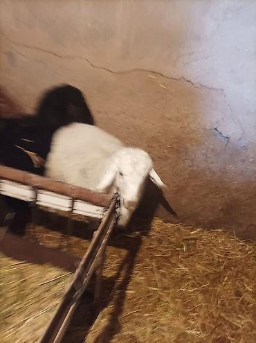 Баран, овца: Продаю | Ягненок | Для разведения — 7