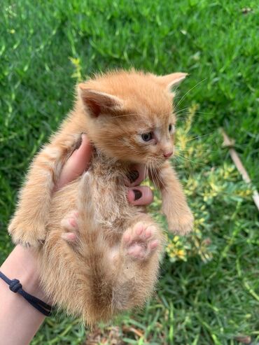 британские котята черные: Yaxşı əllərə