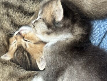 pişik bala: Şinşilla, Dişi, Yaxşı əllərə, Ünvandan götürmə