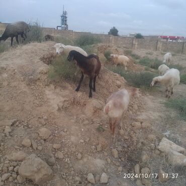 Qoyunlar, qoçlar: Qurbanlıq qoclar