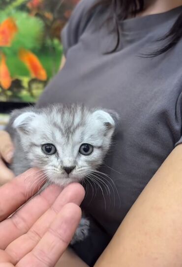 кошка сфинкс: Шотландский вислоухий котёнок (scottish fold), окрас серебристый
