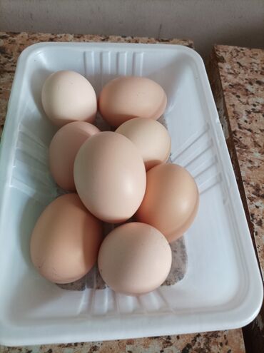 cuce satilir: Yumurta Astroloq
1man 80qep
az olur qabaqcadan deyin yigim