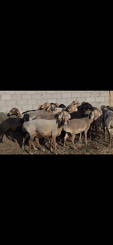 цесарка яйца: Продаю | Овца (самка) | Арашан | Для разведения | Племенные, Котные, Матка — 9