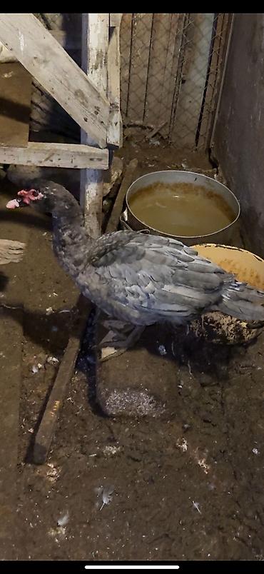 kanada sortu hinduşka: Erkək, | Lal ördək, Damazlıq, Ünvandan götürmə, Ödənişli çatdırılma — 2