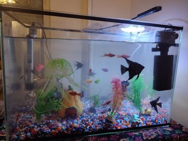 аквариум и рыбки: Продается аквариум с рыбками и оборудованием