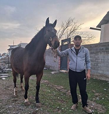 Лошади, кони: Продаю | Кобыла (самка) | Английская | Конный спорт | Племенные — 2