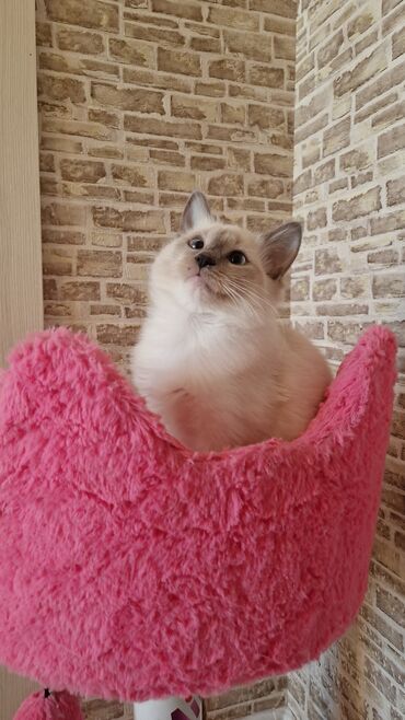 Pişiklər: Dişi, Pulsuz çatdırılma — 6