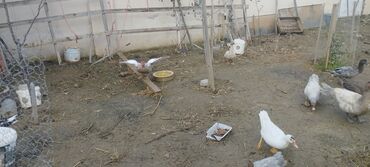 Ördəklər: Həm kəsilməli həm də damazlıq original təmiz cins lal ördəklər ( — 16