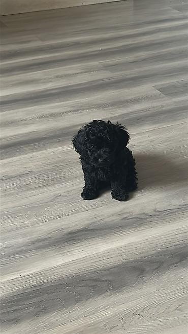 spitz it: Pudel, 1 ay, Dişi, Peyvəndli — 3