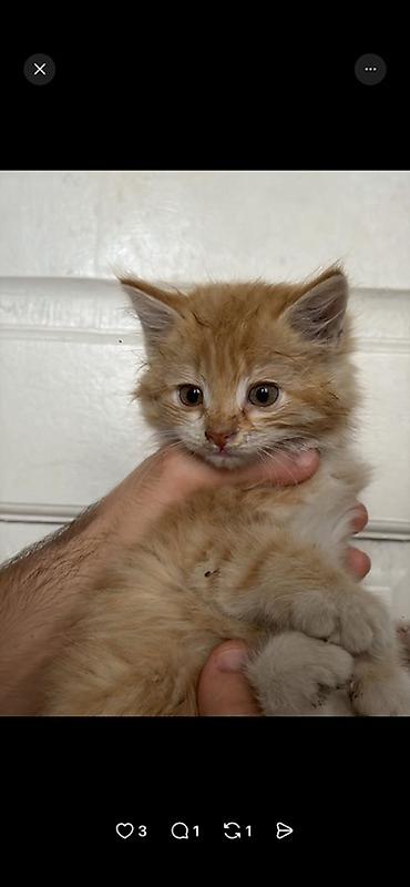 Мышыктар: Дворовая кошка родила 2 котят. Им около 1,5 месяца кушают все что дают — 3
