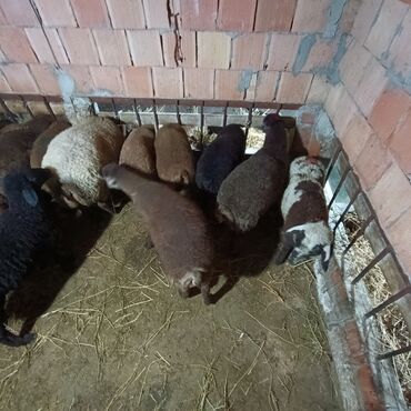 Qoyunlar, qoçlar: Salam aleyküm saxlamlıq quzularm var satram isdiyen0775431770 elaqe — 6