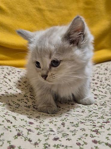 Үй жаныбарлары: Отдам даром котят — 4